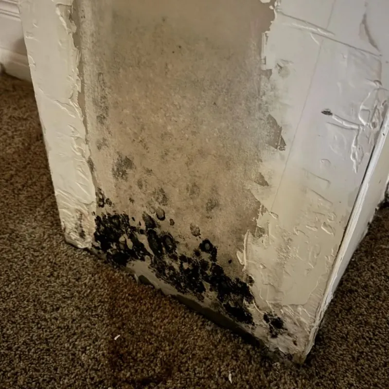 Professional Mold Removal in Sparks, TX
